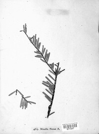 Monilia piceae image